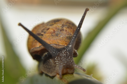 caracol tomando el sol photo