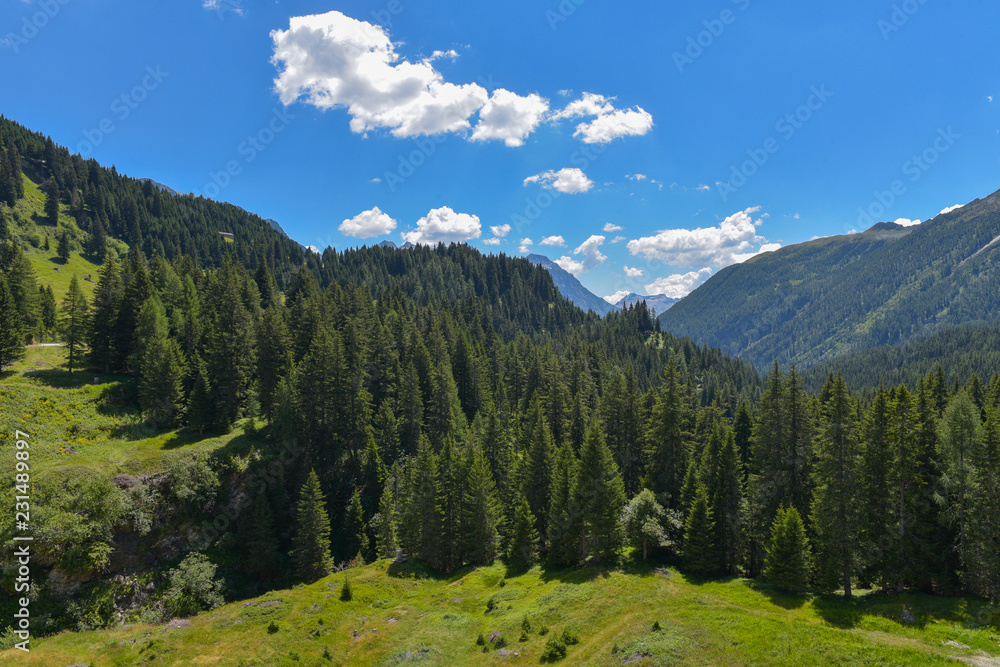 Panoramica estiva di abeti verdi con cielo azzurro in montagna