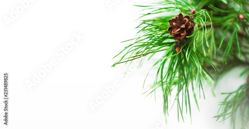 Pine branch with pine cone on white background