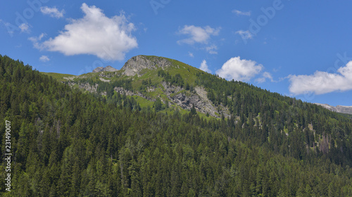 Vista della montagna estiva con pini e abeti verdi