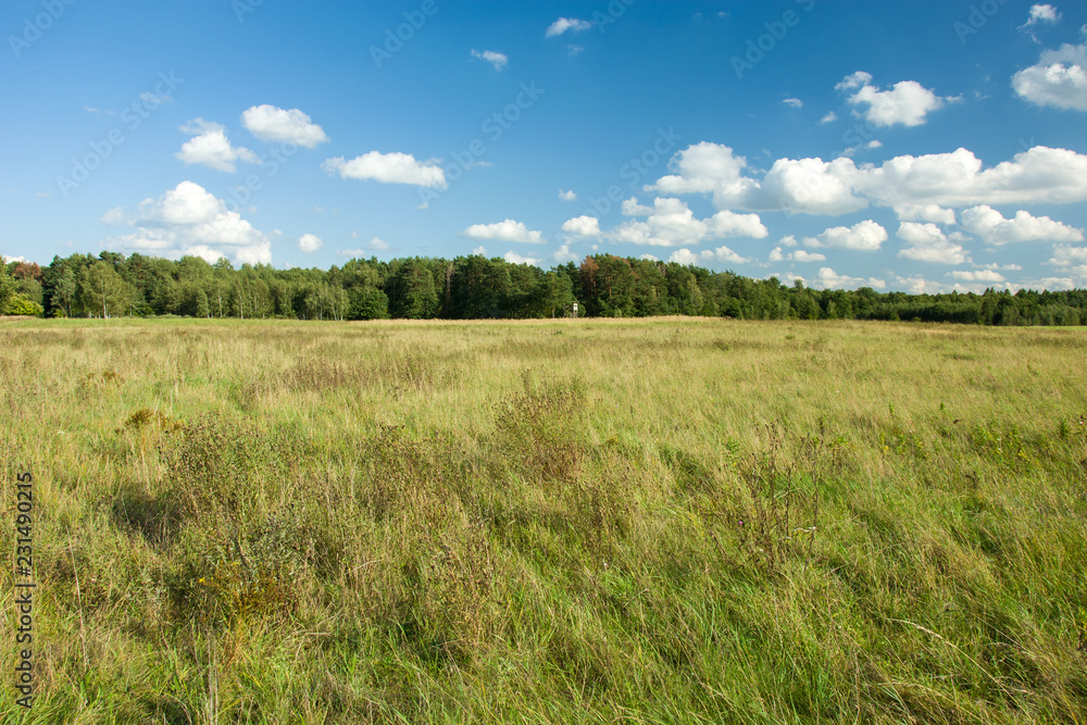 Wild green meadow and forest on the horizon