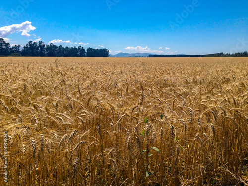 wheat field on a sunny day, South Island of New Zealand
