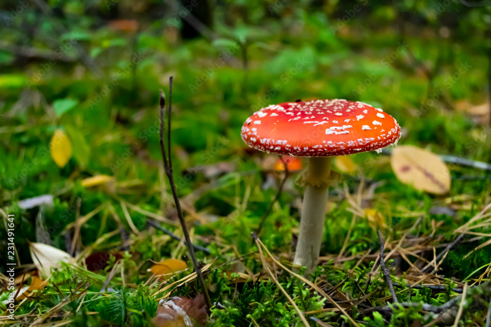 Poisonous mushrooms in the forest. Amanita muscaria. Fly agaric in wild forest Poisonous mushrooms in the forest. Amanita muscaria. Fly agaric in wild forest