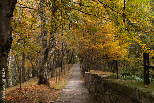 Parco Monte Br   - Colori d autunno