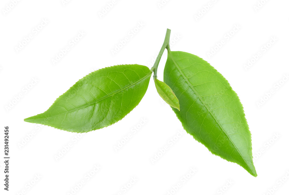 Obraz premium green tea leaf isolated on white background