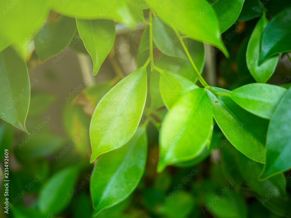 closeup treetop background from natural closeup treetop background from natural