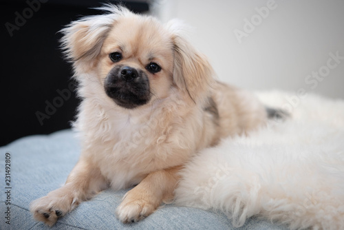 Fotografija tibetan spaniel posing on lamb skin