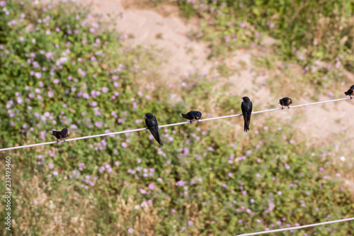 Top view of swallow birds. photo