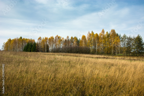 Wild meadow and autumn forest