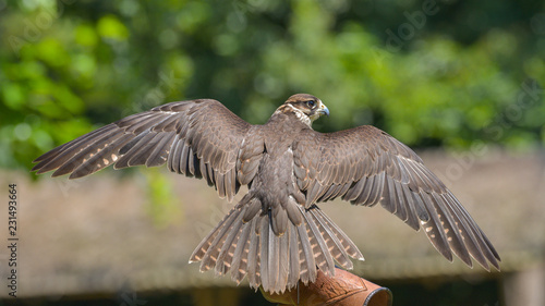 Falco pellegrino con le ali spiegate  photo