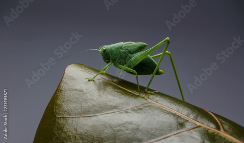 Jungle green Grasshopper