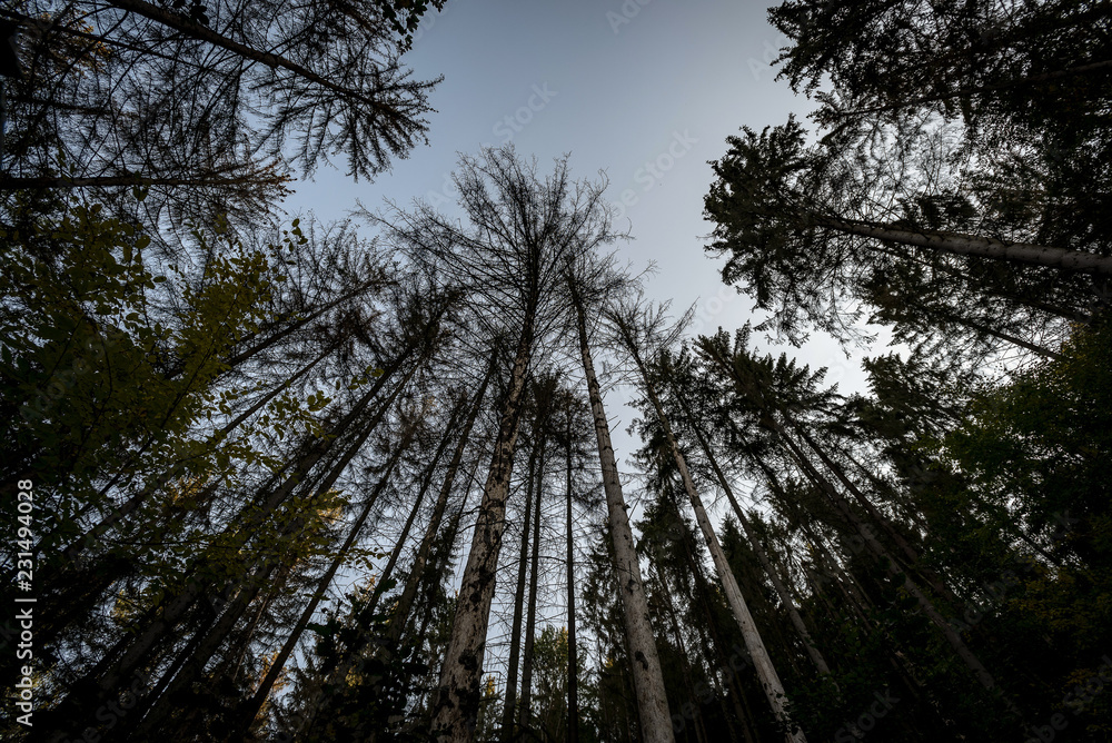 Obraz premium dark crowns of tall trees in a forest rising against a blue sky in autumn