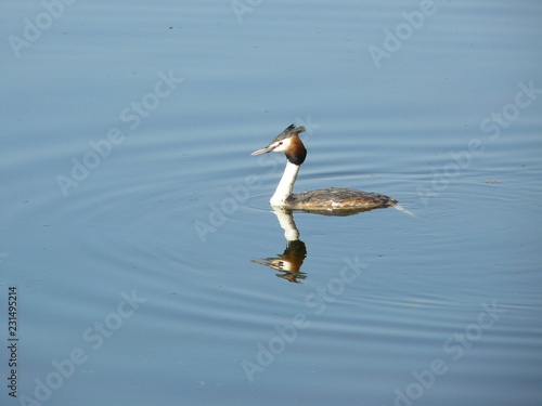 Haubentaucher photo