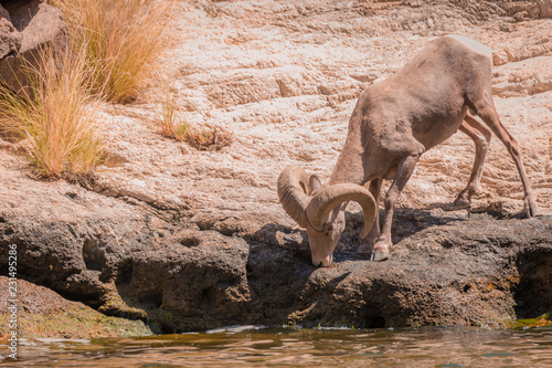 Big Horned Sheep in Arizona wilderness desert near a lake drink water during the hot summer