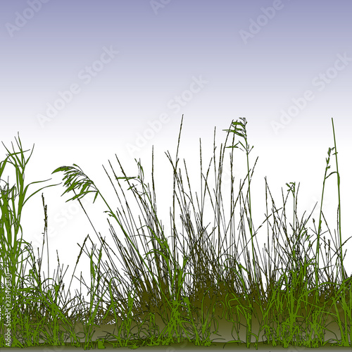 Realistic grass silhouettes from nature (Vector illustration).