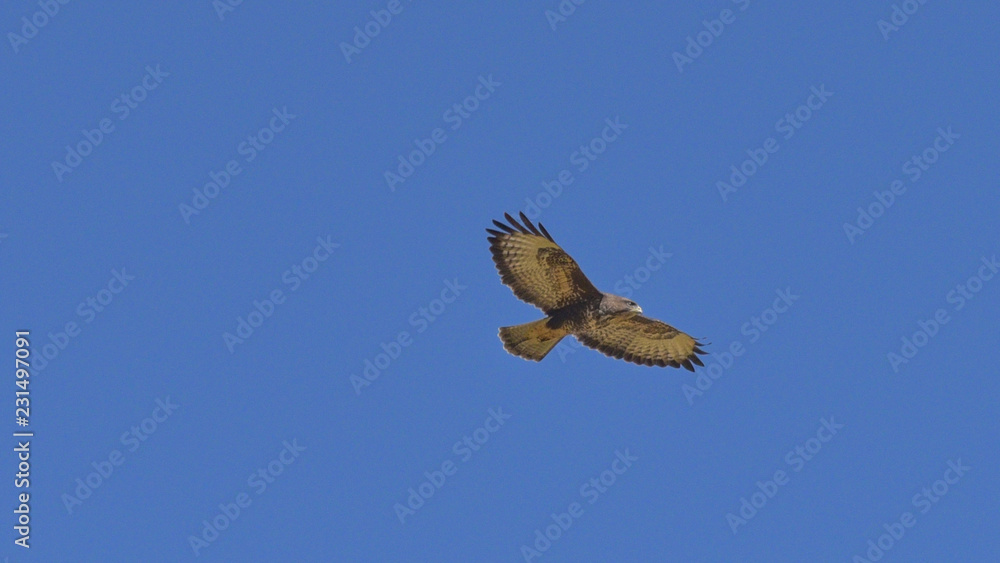 Obraz premium Poiana in volo nel cielo azzurro