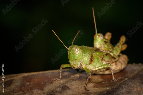 Image of Male and Female Green grasshoppers(Acrididae) mating make love on a brown leaf. Locust, Insect, Animal.