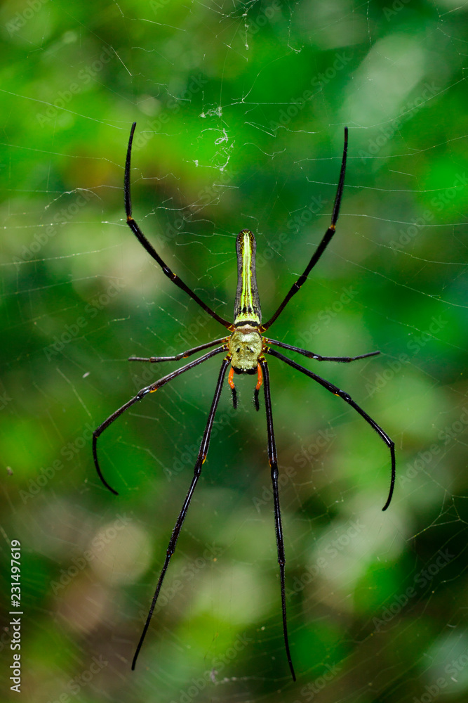Image of Golden Long-jawed Orb-weaver Spider(Nephila pilipes) on the spider web. Insect. Animal Image of Golden Long-jawed Orb-weaver Spider(Nephila pilipes) on the spider web. Insect. Animal
