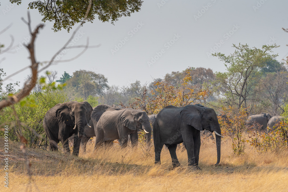 eine Herde Elefanten im Mudumu Nationalpark, Namibia