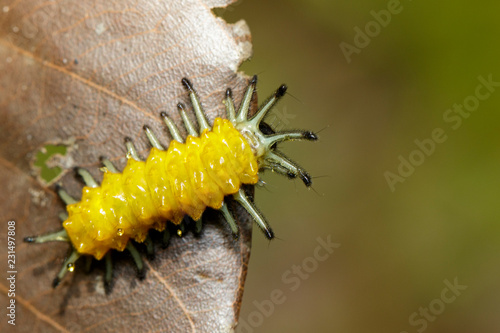 Image of an amber caterpillar on leaves brown. Insect. Animal.