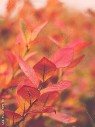 Makro liście borówki amerykańskiej czerwone jesienią