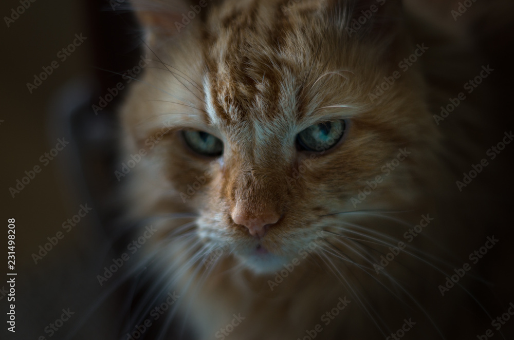Close portrait of a ginger cat with a very serious look.