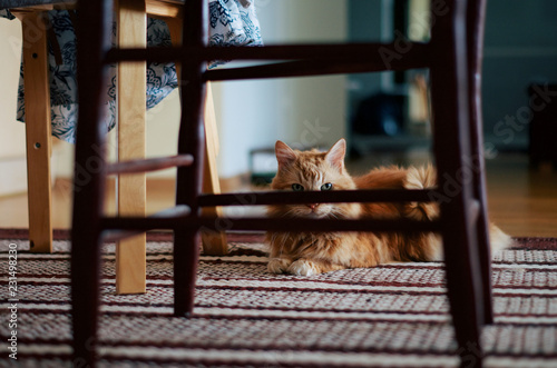 Ginger cat peeking behind the chair while lying on a floor.