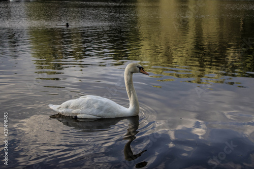 White swan swims in the pond