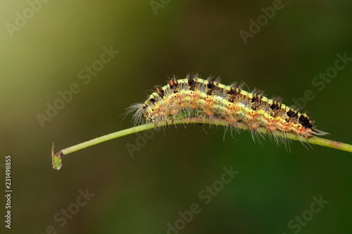 Image of Hairy caterpillar on tree branch on natural background. Insect. Worm. Animal.