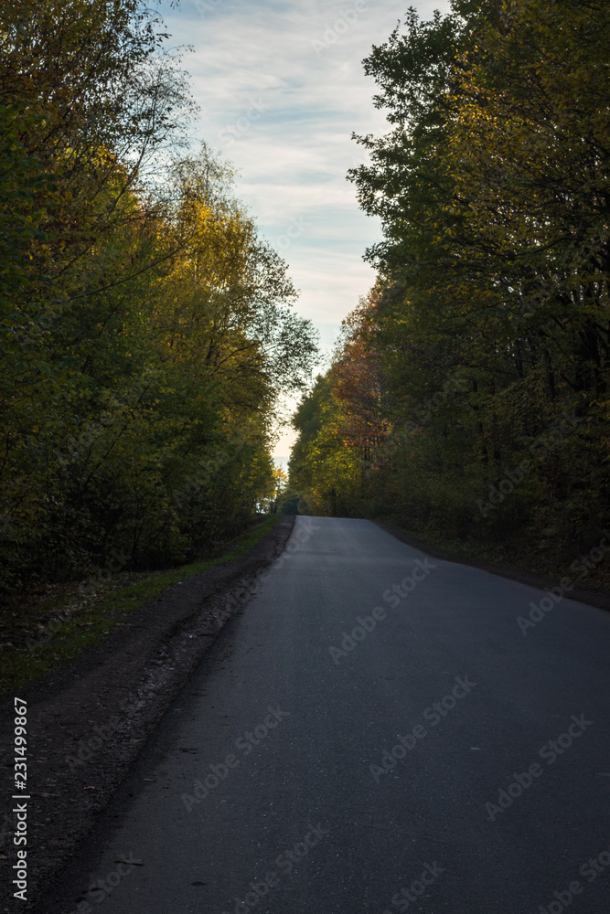 Fototapeta premium Straße durch den Wald
