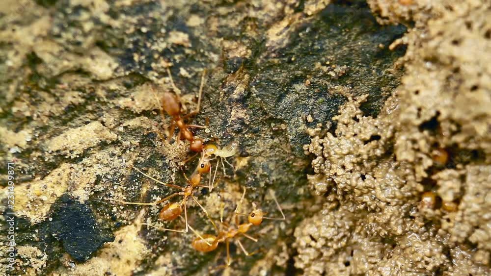 Red ants and termite in Bardia national park, Nepal - eusocial insects of the family Formicidae and isoptera Red ants and termite in Bardia national park, Nepal - eusocial insects of the family Formicidae and isoptera