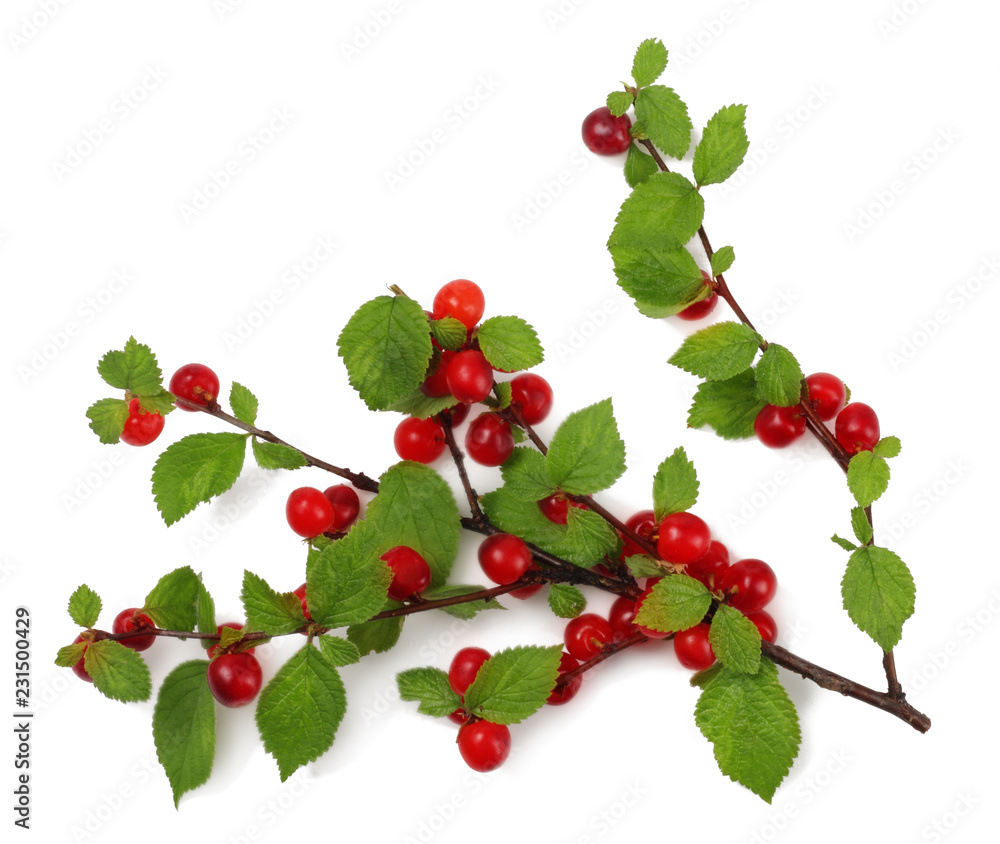 Fototapeta premium Branch felt cherry isolated on white