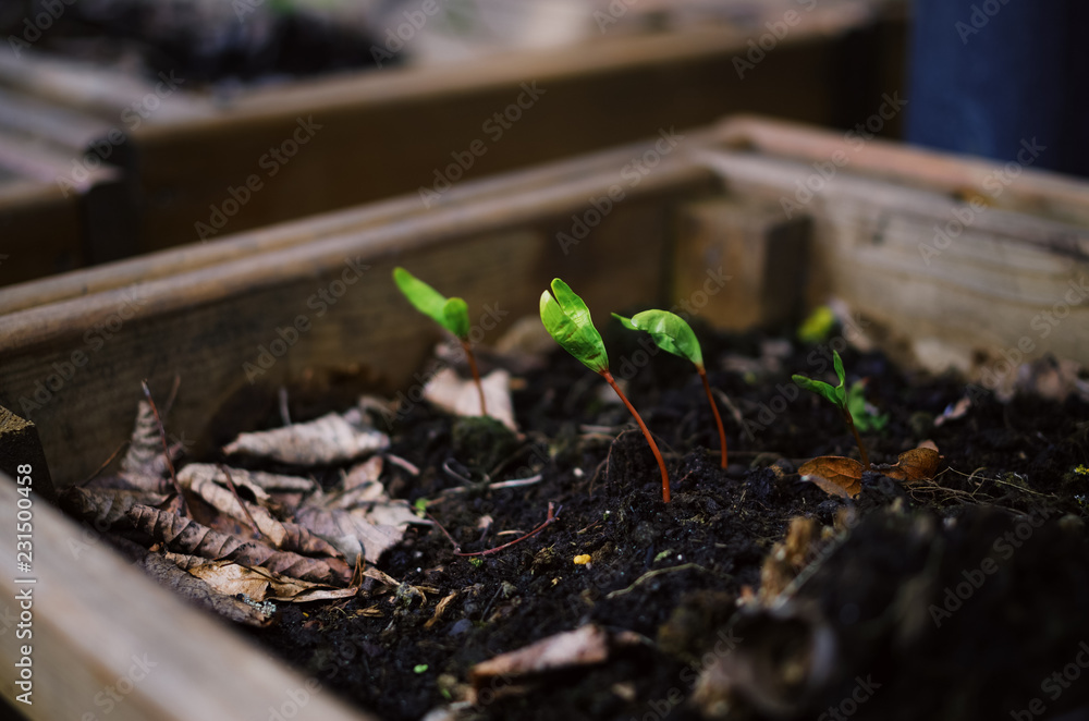 Tiny green saplings growing in a soil. Tiny green saplings growing in a soil.