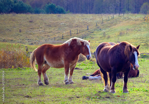 Fototapeta Naklejka Na Ścianę i Meble -  Konie Na Pastwisku 