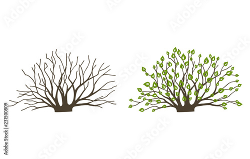 Bush with leaves and without on white background. Bush at the different seasons of the year