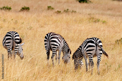 zebra in serengeti national park tanzania africa