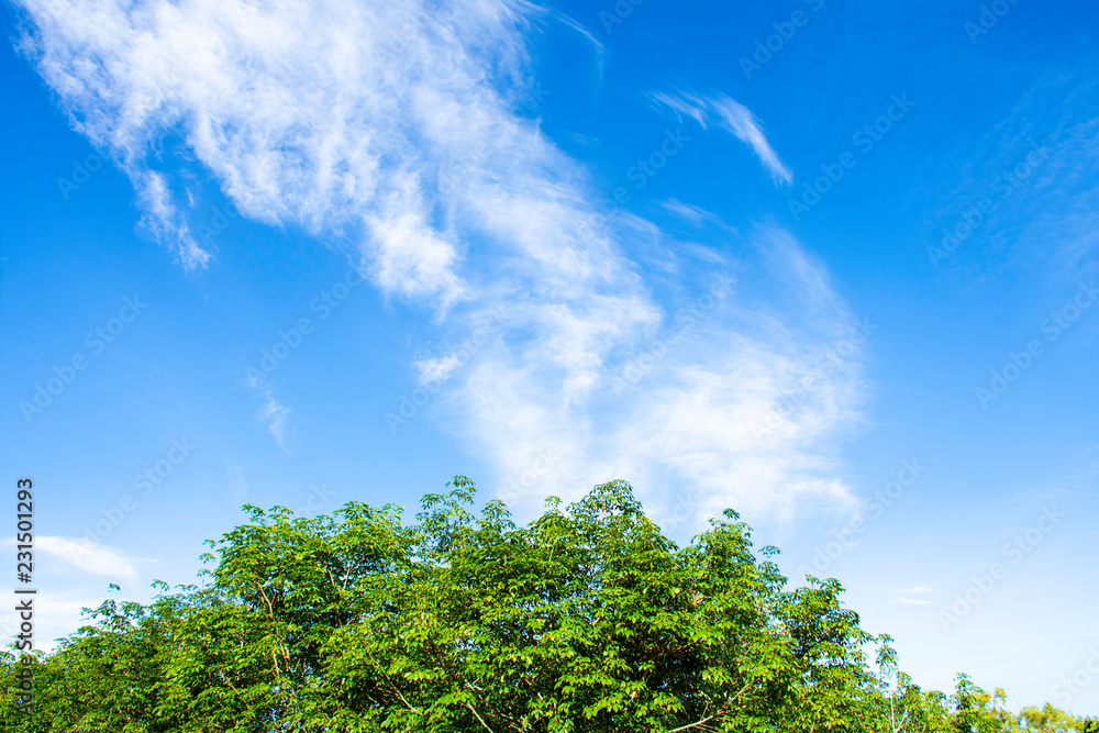 Bright cloud sky above green tree, Beautiful green leaves with blue sky