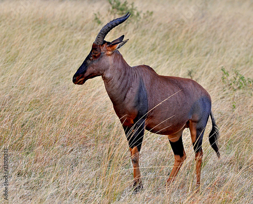 impala in africa