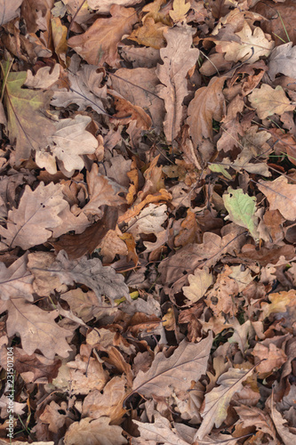 Leaves on the floor autumn background