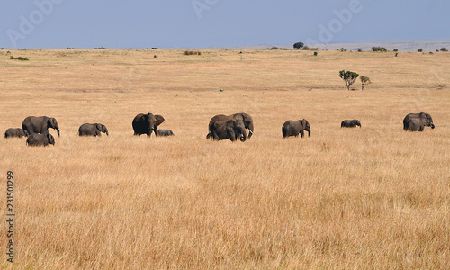 Photography elephants in field