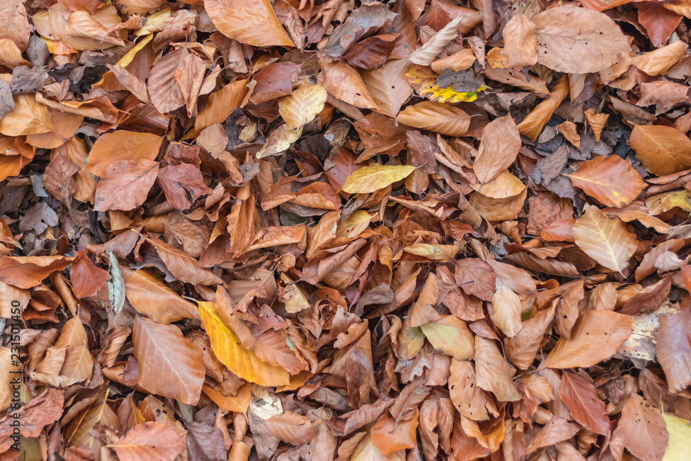 Leaves on the floor autumn background Leaves on the floor autumn background