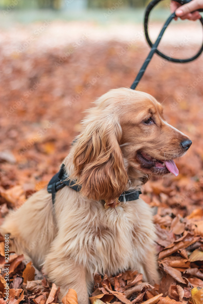 Beautiful Cute Golden Brown Cocker Spaniel Dog Puppy Beautiful Cute Golden Brown Cocker Spaniel Dog Puppy