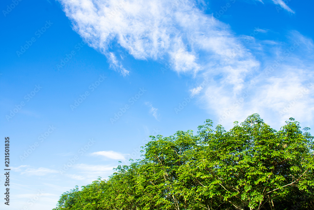 Bright cloud sky above green tree, White cloud on blue sky above green forest, Beautiful green leaves with copy space of blue sky for create your text,  Background of green leaves on top of tree