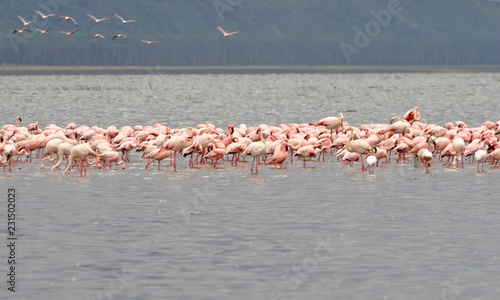 flock of flamingos at Nukuru lake