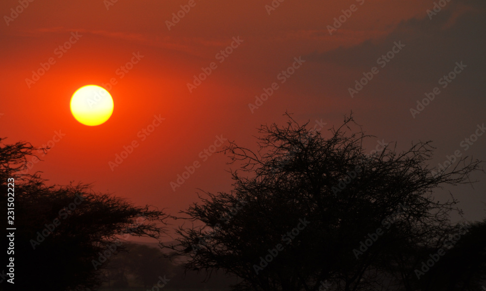 Obraz premium sylwetka drzewa o zachodzie słońca