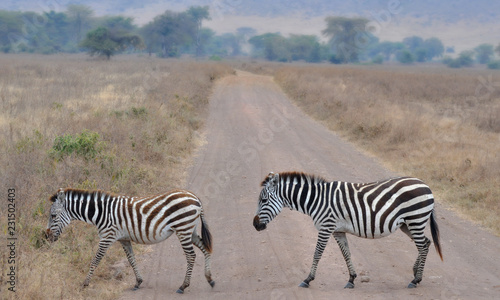 zebra in serengeti national park tanzania africa