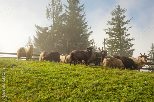 Carpathians, Ukraine. Journey in the mountains. Hiking Travel Lifestyle concept beautiful mountains landscape on background Summer vacations activity outdoor. Flock of sheep in the carpathians.