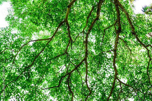 Green tree branch with sun light shine through leaves, Bottom view of green leaves sunshade, Dark forest with flare light, Branches of tree extending
