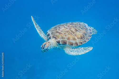 Underwater view of Green Sea Turtle (Chelonia mydas) swimming in blue sea in Barbados photo