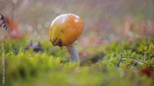 Wallpaper Mural Amanita muscaria, Fly agaric Mushroom In a Sunny forest in the rain. Torontodigital.ca
